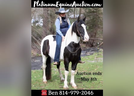 Draft Horse, Gelding, 15 years, 15 hh, Tobiano-all-colors