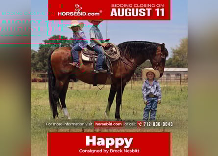 Draft Horse Mix, Gelding, 15 years, 15,3 hh, Bay
