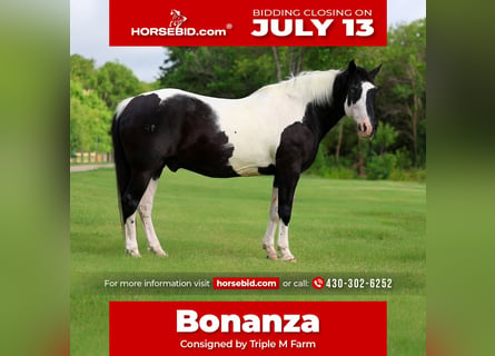 Draft Horse Mix, Gelding, 15 years, Pinto
