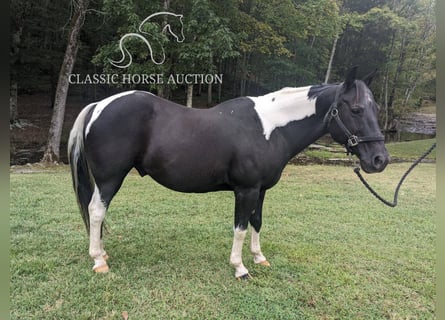 Draft Horse, Gelding, 16 years, 14 hh, Tobiano-all-colors