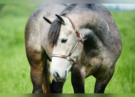 Draft Horse, Gelding, 3 years, 15.1 hh, Grey-Blue-Tan