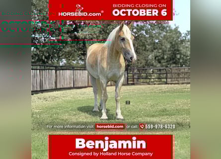 Draft Horse Mix, Gelding, 3 years, 15,1 hh, Sorrel