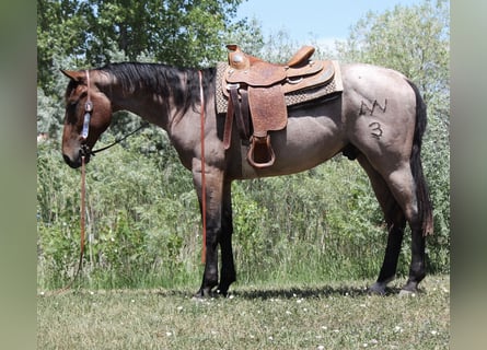 Draft Horse, Gelding, 3 years, 15,2 hh, Roan-Bay