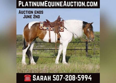 Draft Horse, Gelding, 3 years, 16.1 hh, Tobiano-all-colors