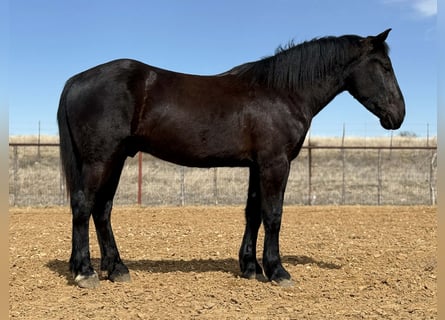 Draft Horse, Gelding, 3 years, 16.3 hh, Black