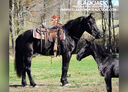 Draft Horse, Gelding, 3 years, 16 hh, Black