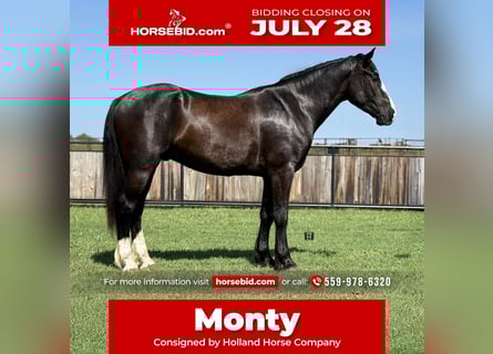 Draft Horse Mix, Gelding, 3 years, 16,1 hh, Black