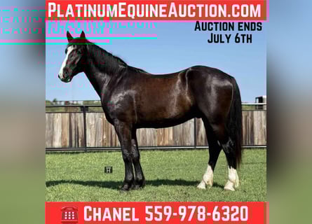 Draft Horse, Gelding, 3 years, 16,1 hh, Black