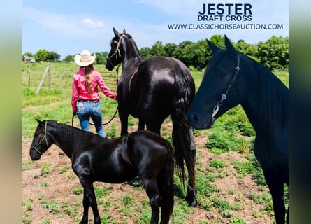 Draft Horse, Gelding, 3 years, 17 hh, Black