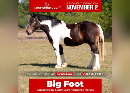 Draft Horse Mix, Gelding, 3 years, Pinto