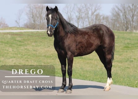 Draft Horse Mix, Gelding, 4 years, 14.2 hh, Black