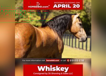 Draft Horse Mix, Gelding, 4 years, 14.3 hh, Buckskin