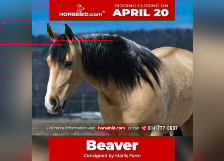 Draft Horse Mix, Gelding, 4 years, 14.3 hh, Buckskin