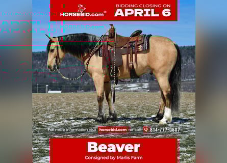 Draft Horse Mix, Gelding, 4 years, 14.3 hh, Buckskin