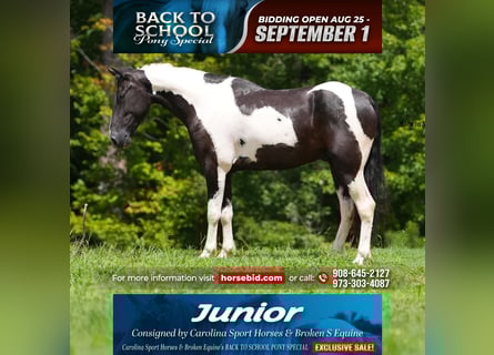 Draft Horse Mix, Gelding, 4 years, 14,2 hh, Pinto