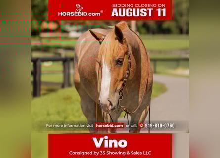 Draft Horse Mix, Gelding, 4 years, 15.1 hh, Roan-Red