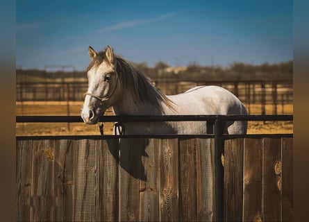 Draft Horse, Gelding, 4 years, 15.2 hh, Buckskin