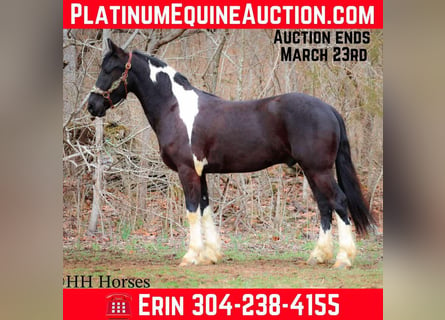 Draft Horse, Gelding, 4 years, 15,2 hh, Tobiano-all-colors