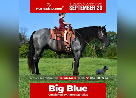 Draft Horse Mix, Gelding, 4 years, 15,3 hh, Roan-Blue