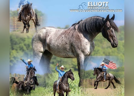 Draft Horse, Gelding, 4 years, 15 hh, Roan-Blue