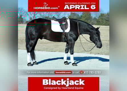 Draft Horse Mix, Gelding, 4 years, 15,1 hh, Black
