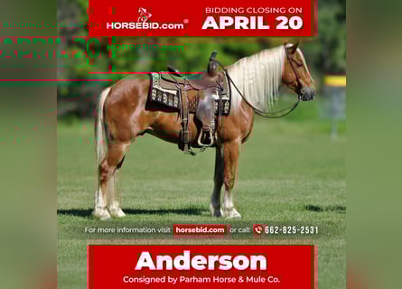 Draft Horse Mix, Gelding, 4 years, 15,1 hh, Sorrel