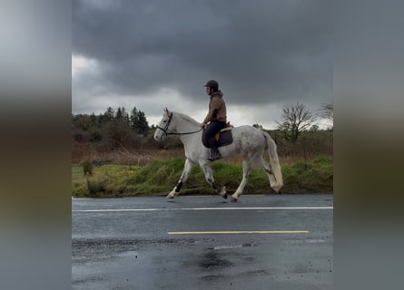 Draft Horse, Gelding, 4 years, 15,2 hh, Grey