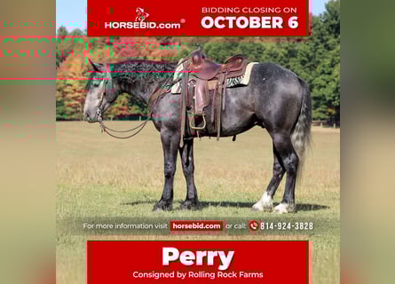 Draft Horse Mix, Gelding, 4 years, 15,3 hh, Grey