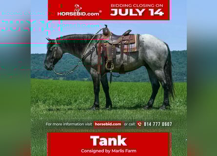 Draft Horse Mix, Gelding, 4 years, 15,3 hh, Roan-Blue