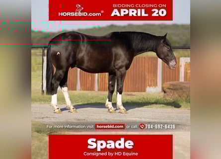 Draft Horse Mix, Gelding, 4 years, 16.1 hh, Black