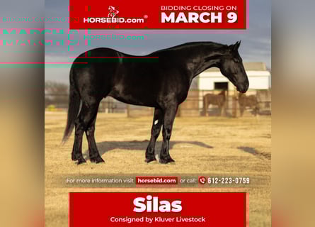 Draft Horse, Gelding, 4 years, 16.2 hh, Black