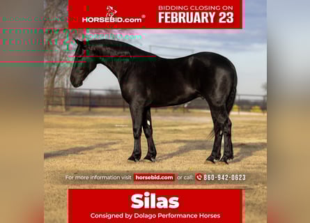 Draft Horse Mix, Gelding, 4 years, 16.2 hh, Black