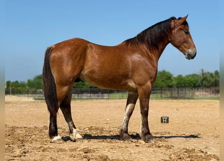 Draft Horse, Gelding, 4 years, 16 hh, Bay