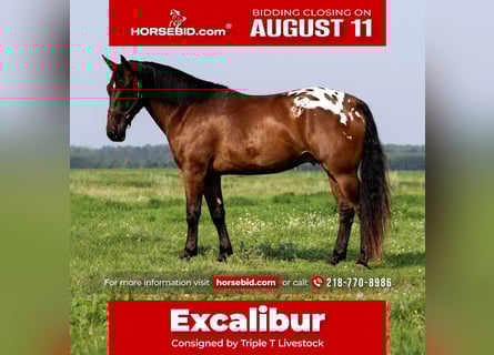 Draft Horse, Gelding, 4 years, 16 hh, Bay