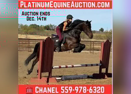 Draft Horse, Gelding, 4 years, 16 hh, Bay