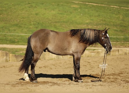 Draft Horse Mix, Gelding, 4 years, 16 hh, Grullo