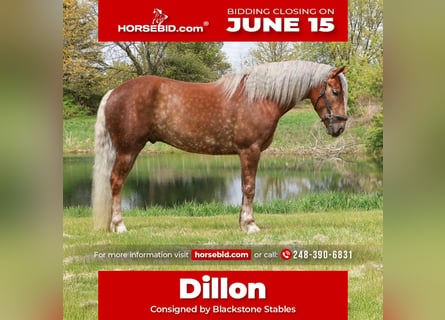 Draft Horse Mix, Gelding, 4 years, 16 hh, Palomino