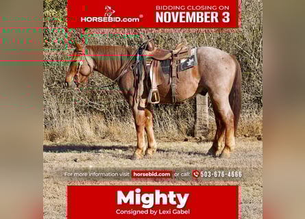 Draft Horse Mix, Gelding, 4 years, 16 hh, Roan-Red