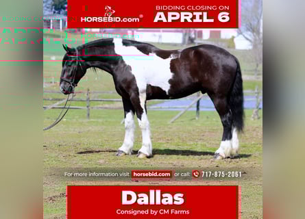 Draft Horse Mix, Gelding, 4 years, 17.2 hh, Pinto