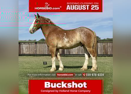 Draft Horse Mix, Gelding, 4 years, 17 hh, Sorrel