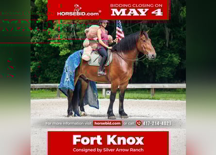 Draft Horse Mix, Gelding, 4 years, 18 hh, Bay