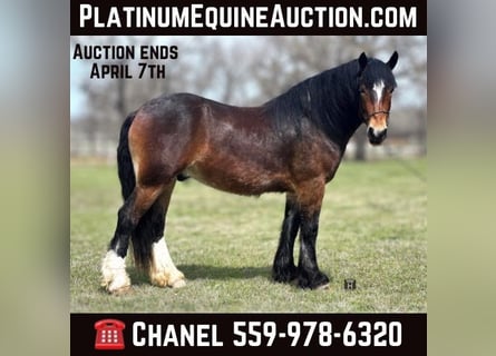 Draft Horse, Gelding, 4 years, Bay