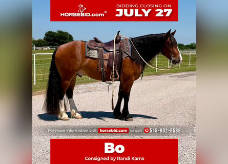 Draft Horse Mix, Gelding, 4 years, Bay
