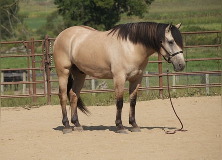 Draft Horse Mix, Gelding, 4 years, Buckskin