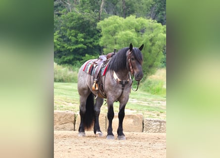 Draft Horse Mix, Gelding, 4 years, Roan-Blue