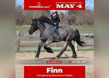 Draft Horse Mix, Gelding, 4 years, Roan-Blue