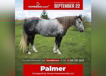 Draft Horse Mix, Gelding, 5 years, 14 hh, Grey