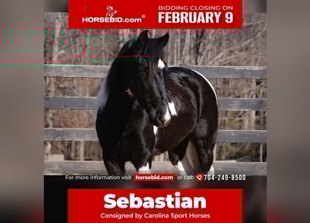 Draft Horse Mix, Gelding, 5 years, 14,1 hh, Pinto