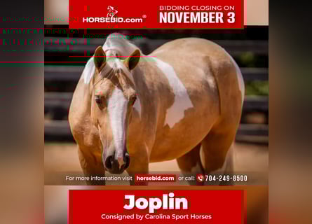 Draft Horse Mix, Gelding, 5 years, 14,2 hh, Pinto