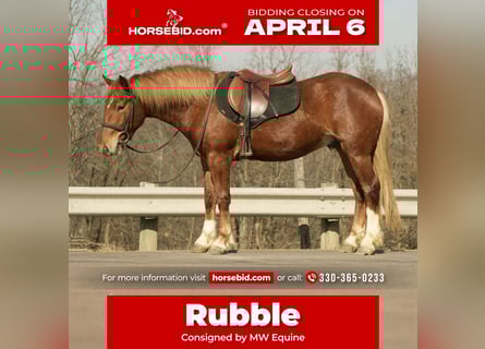 Draft Horse Mix, Gelding, 5 years, 14,2 hh, Sorrel